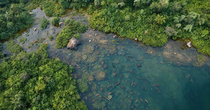 Restauração de Áreas Degradadas: Benefícios para o Planeta