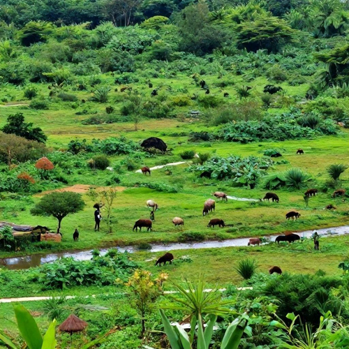 Estratégias Comprovadas para Recuperação de Áreas Degradadas e Conservação Ambiental