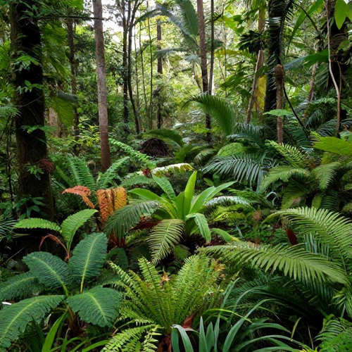 Recuperação Ambiental: Como Restaurar Áreas Degradadas e Promover Ecossistemas Sustentáveis
